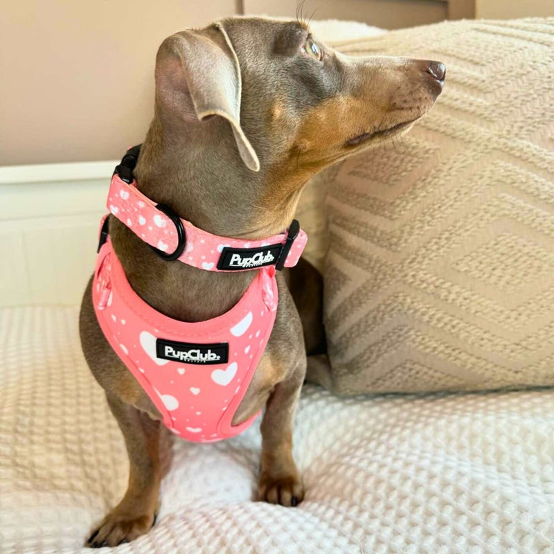 PupClub Dog Collar - Peachy Heart