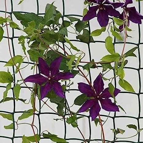 Climbing Plant & Fencing Garden Mesh - Brown 50mm 1 x 5m
