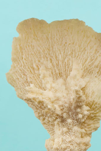 Small White Coral Decor | Boho