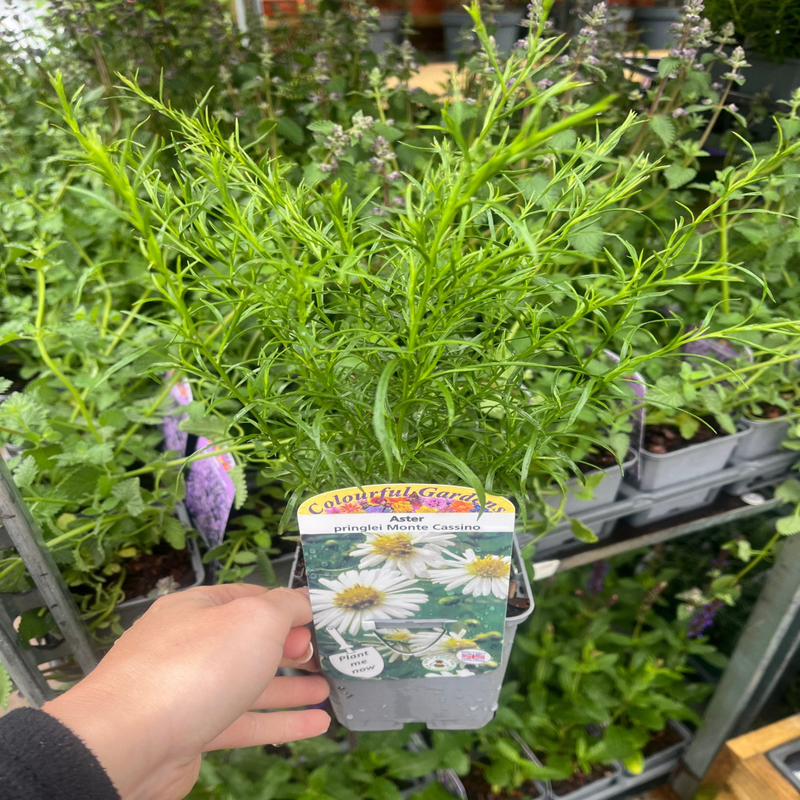 Mix of 3 Asters (3 x 9cm Pots)