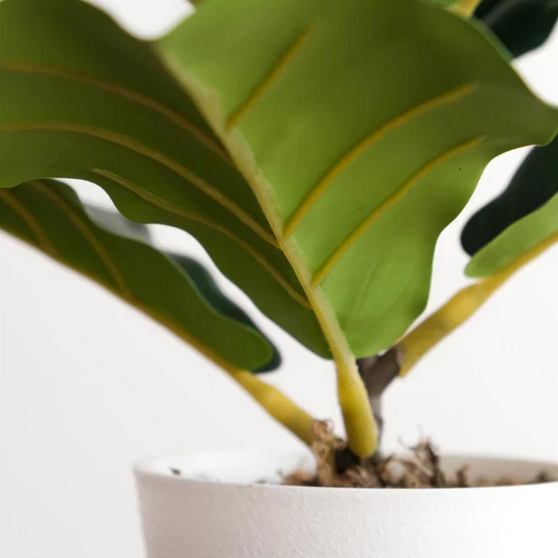 Pack of 6 x 38cm Potted Fiddle Fig Plant