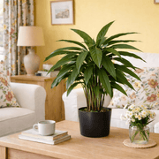 60cm Artificial Calathea Evergreen Plant - InStock