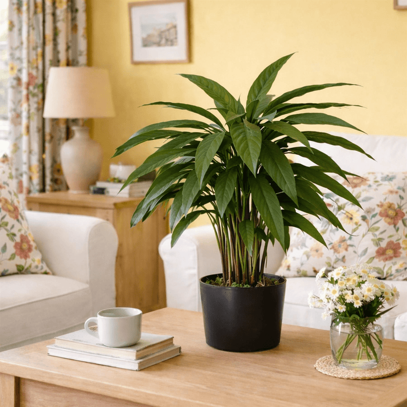 60cm Artificial Calathea Evergreen Plant - InStock