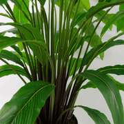 60cm Artificial Calathea Plant - InStock