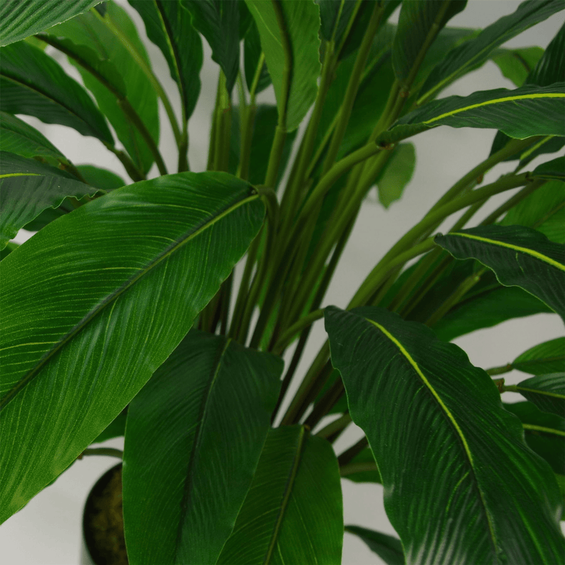 60cm Artificial Calathea Plant - InStock