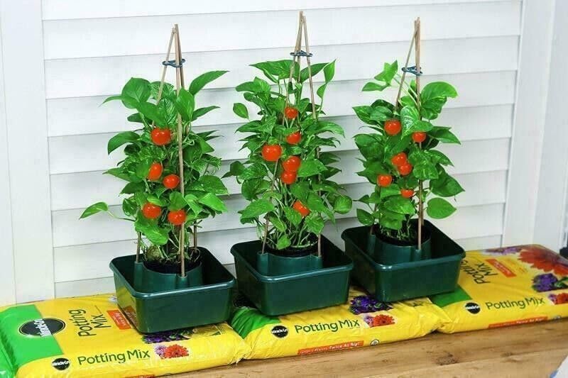 3x Plant Watering Halo Rings, Tomato Irrigation & Grow Support