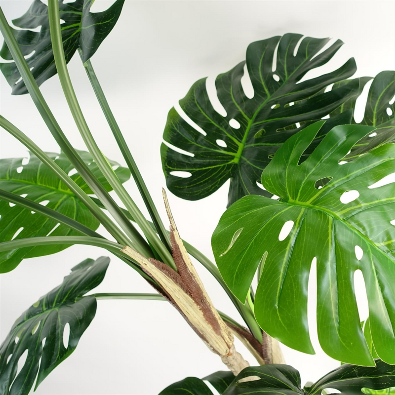 150cm (5ft) Luxury Monstera Plant Black Pot Gold Metal Planter