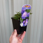 6da03199-8d29-48b9-ba0b-4381afe7667d.png