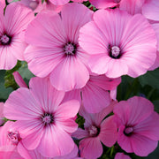 743302d6-0861-4847-b9a5-41a1da66f4e6.png