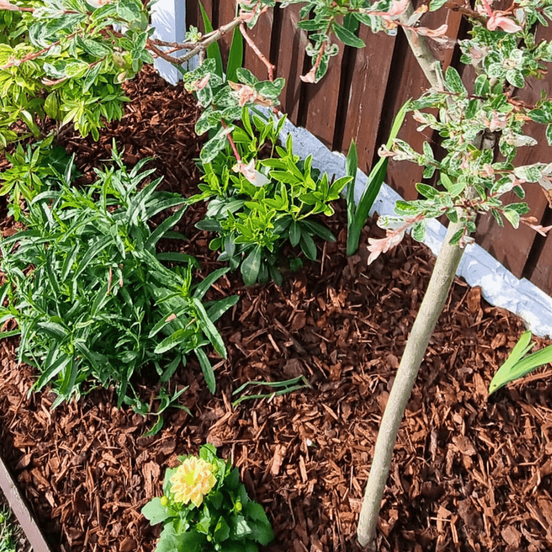 Premium Border Landscaping Bark Mulch