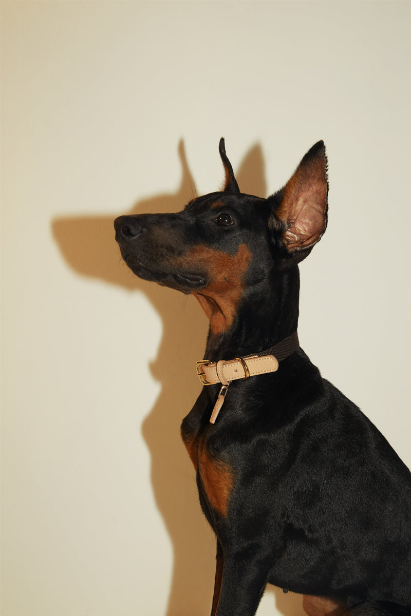Contrast Collar (Apricot & Black)