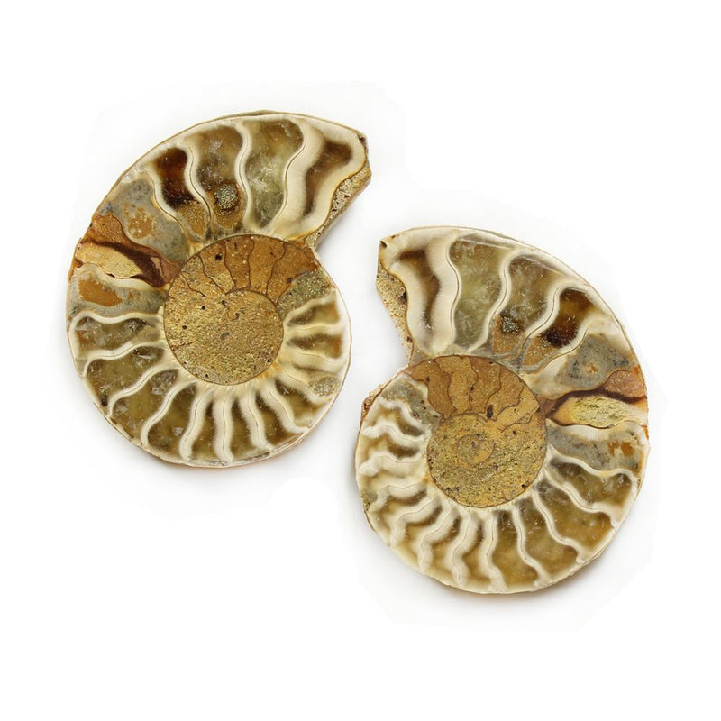 Ammonite Cut & Polished Natural History Collectible Fossil (1 Pair)