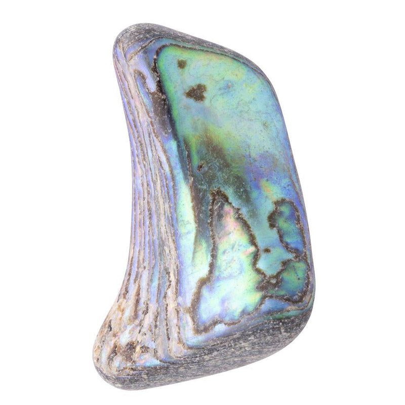 Abalone Shell Tumbled, Unsized, (sold singly)