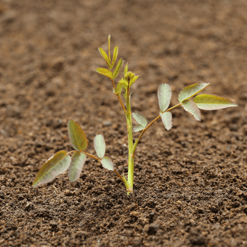Bloom & Root® Rose Blend Topsoil