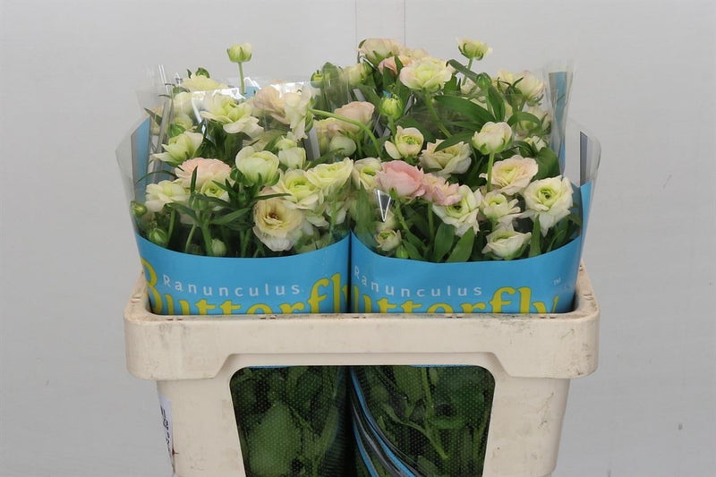 Ranunculus Butterfly Ariadne