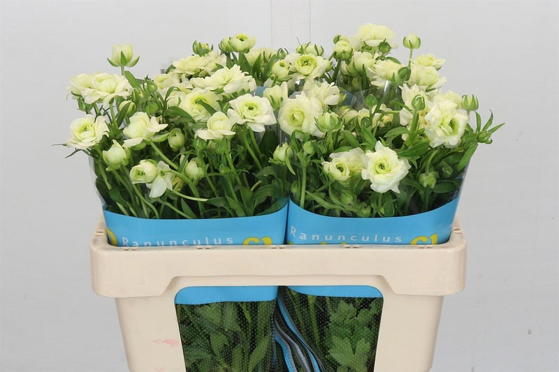 Ranunculus Butterfly Graces