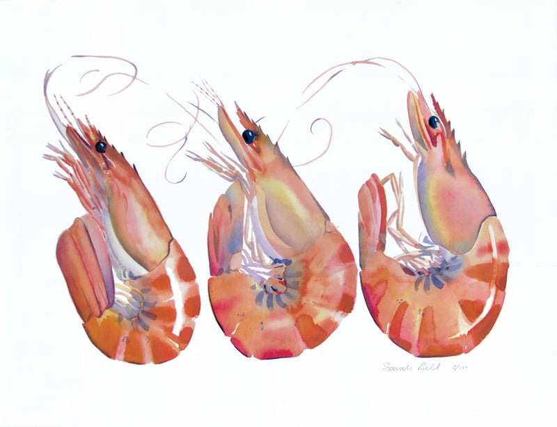" Crevettes " Watercolour Print