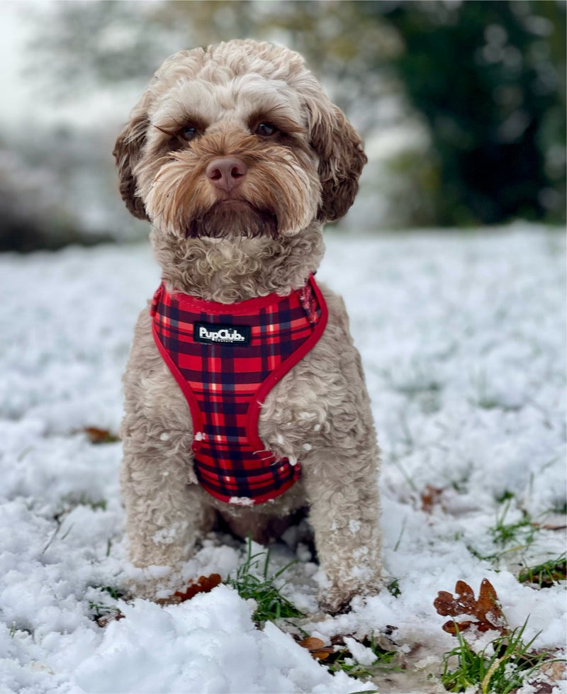 PupClub Dog Adjustable Harness - Red Tartan