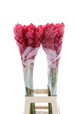 Alpinea Pink