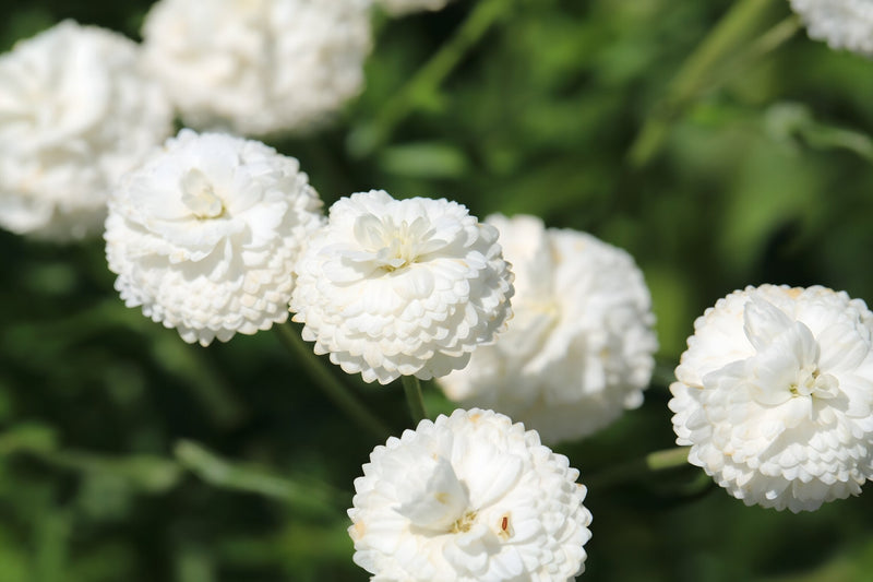 Achillea ptarmica 'The Pearl' - Sneezewort, Pond Edge & Border Plant