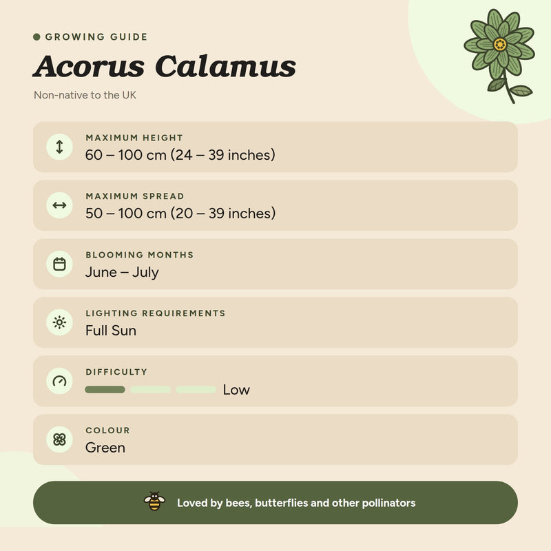 Acorus calamus