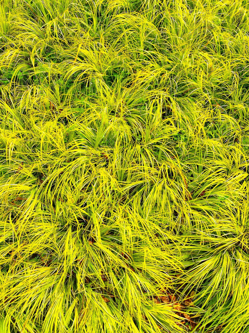 Acorus gramineus 'Ogon' - Golden Sweet Flag, Pond Marginal Plant