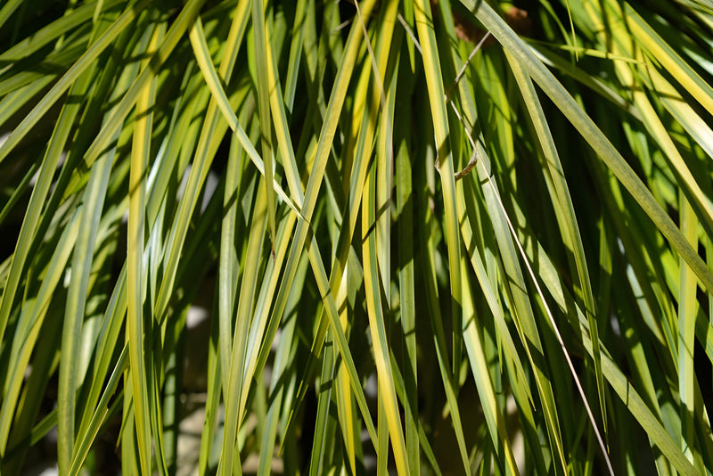 Acorus gramineus 'Ogon' - Golden Sweet Flag, Pond Marginal Plant