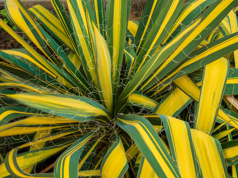 Acorus gramineus 'Ogon' - Golden Sweet Flag, Pond Marginal Plant