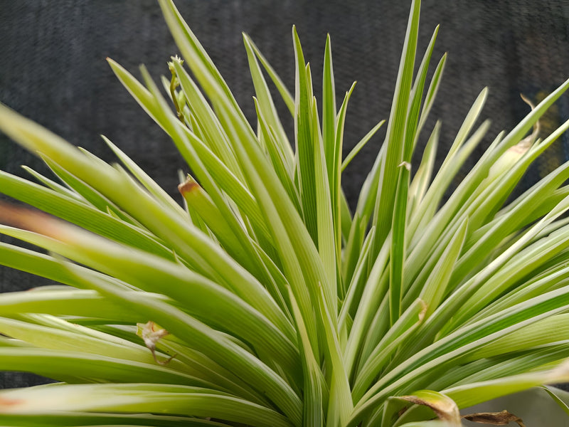 Acorus gramineus 'Pusillus' - Dwarf Slender Sweet Flag, Pond Marginal Plant