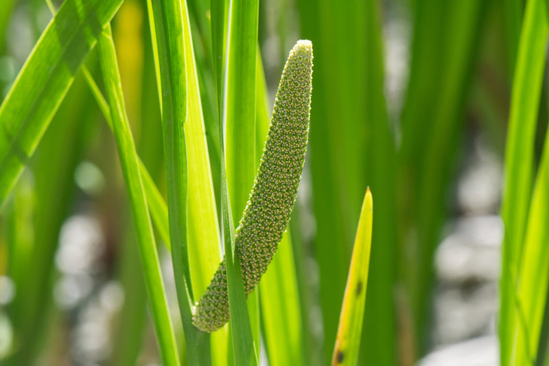 Acorus calamus