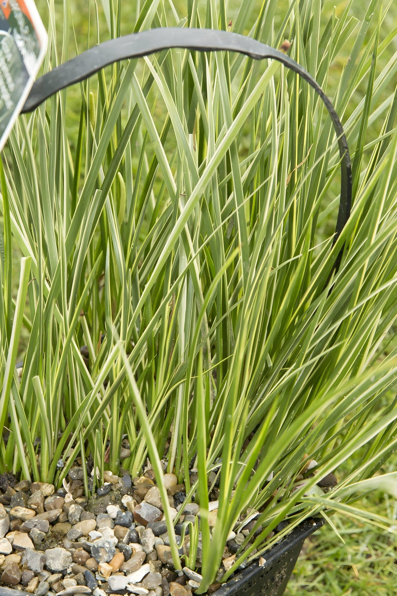 Acorus gramineus variegatus