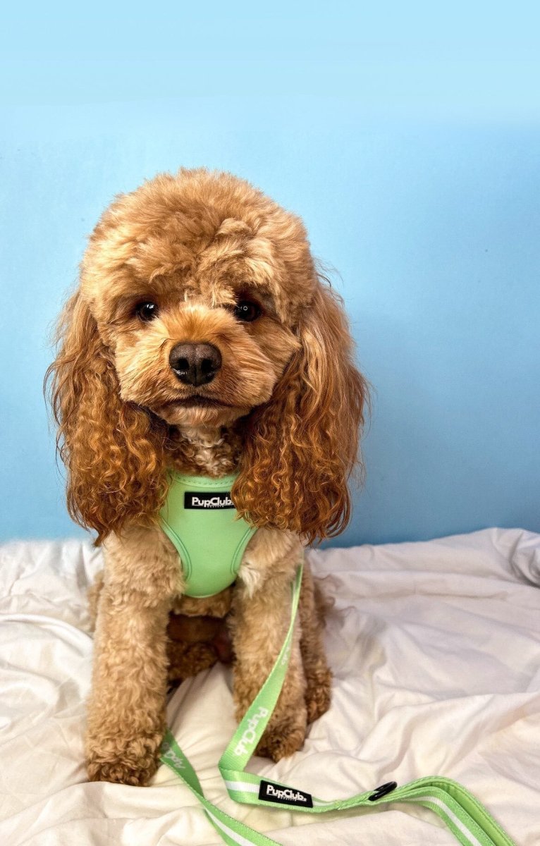 PupClub Dog Lead - Pastel Green