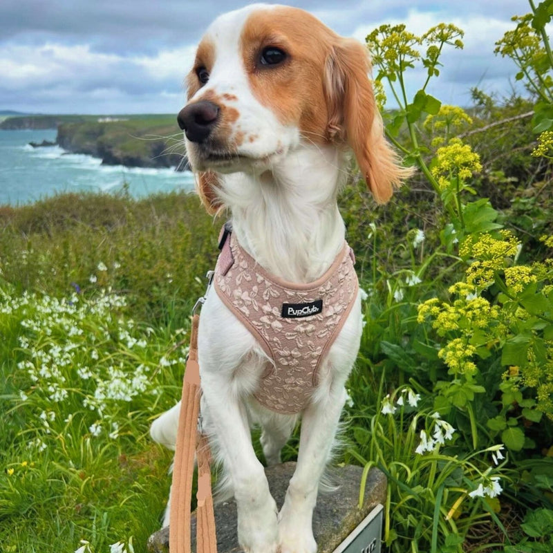 PupClub Dog Luxe Adjustable Harness - Toffee Latte Petals