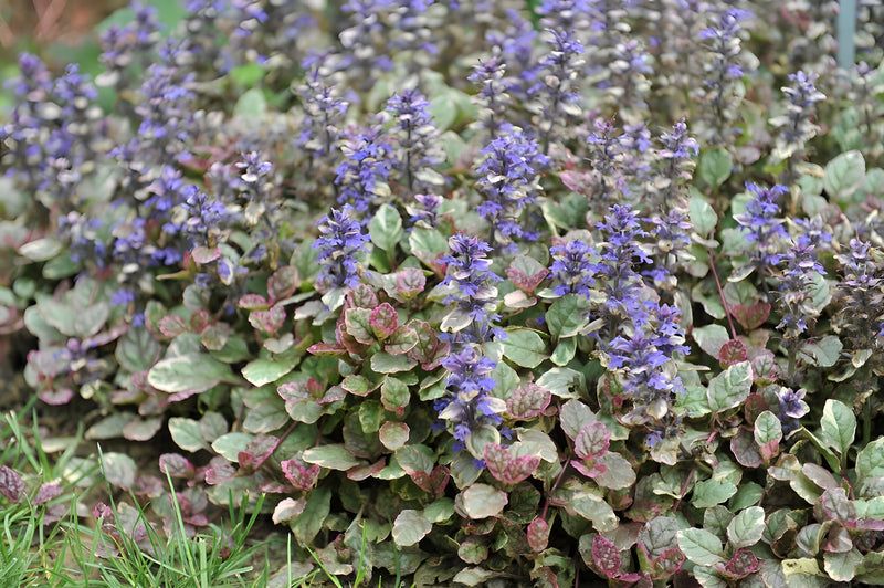 Ajuga reptans 'Burgundy Glow'