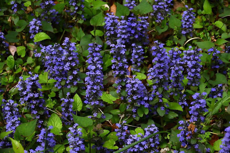 Ajuga reptans 'Common'
