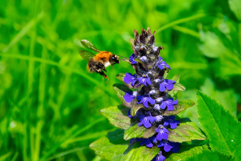 Ajuga reptans 'Common'