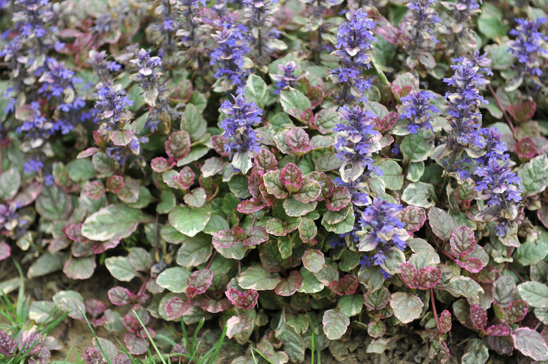 Ajuga reptans variegata