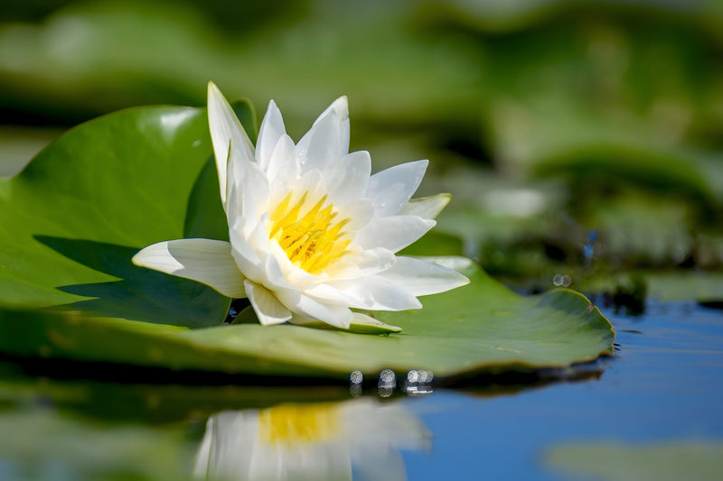 Nymphaea 'Alba'