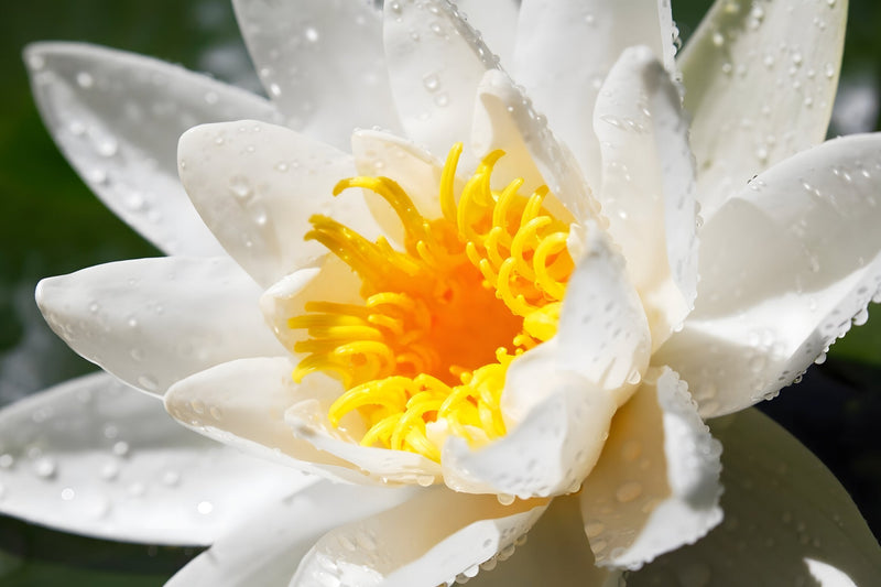 Nymphaea 'Alba'