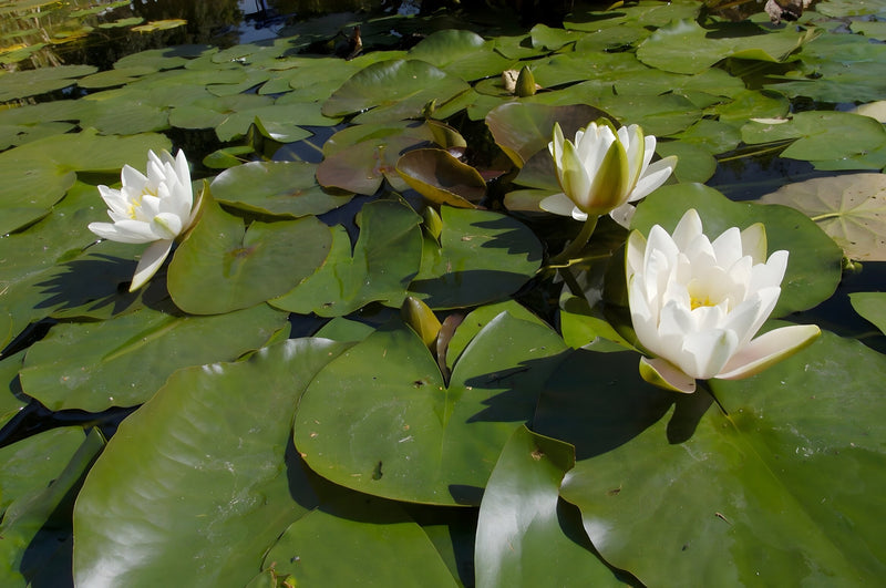 Nymphaea 'Alba'