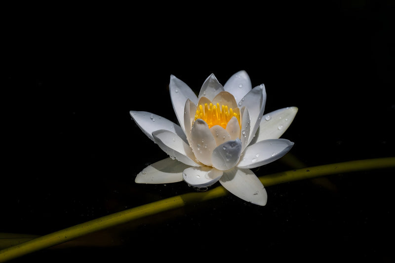 Nymphaea 'Alba'