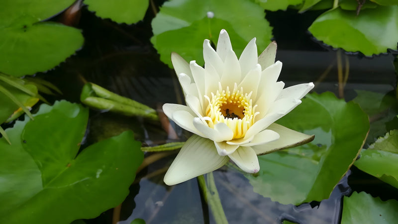 Nymphaea 'Albatross'