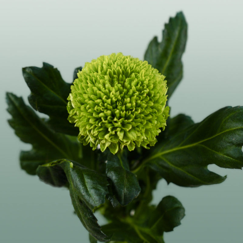 Chrysanthemum G Alemani