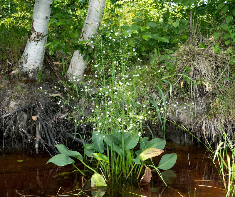 Alisma parviflorum - American Water Plantain, Pond Marginal Plant