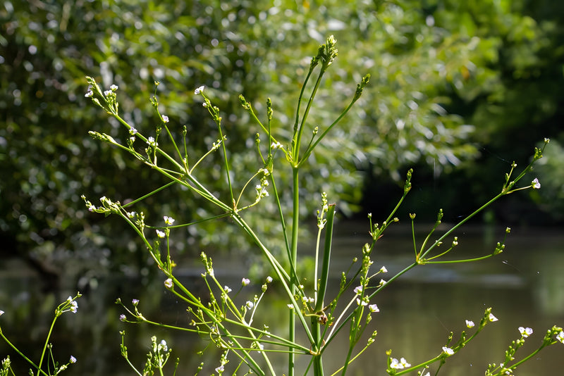 Alisma parviflorum - American Water Plantain, Pond Marginal Plant