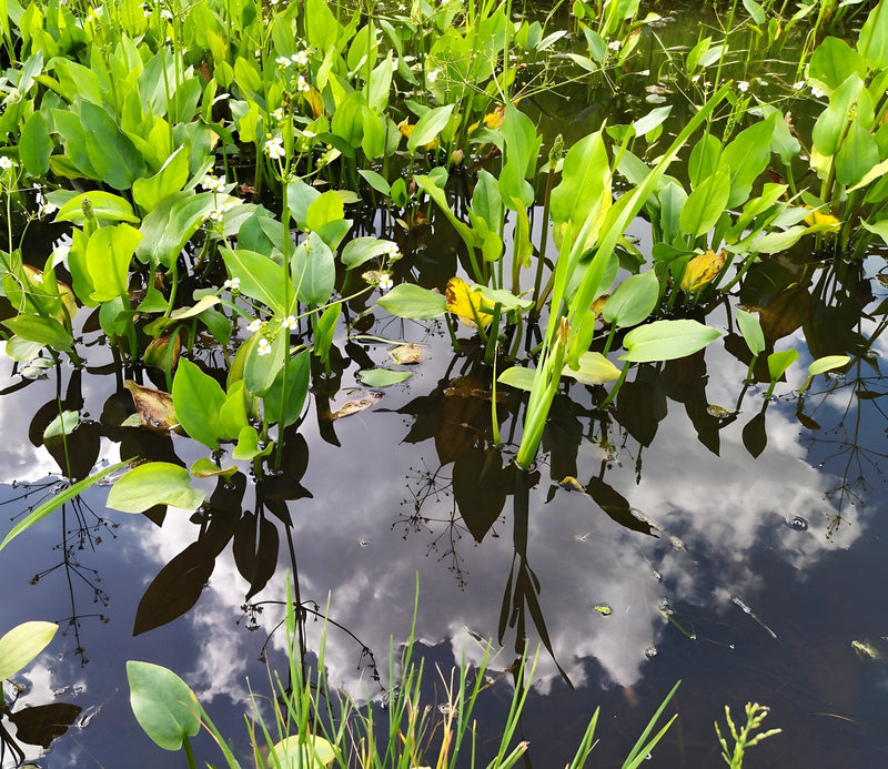 Alisma plantago-aquatica - Water Plantain, Native Pond Marginal Plant