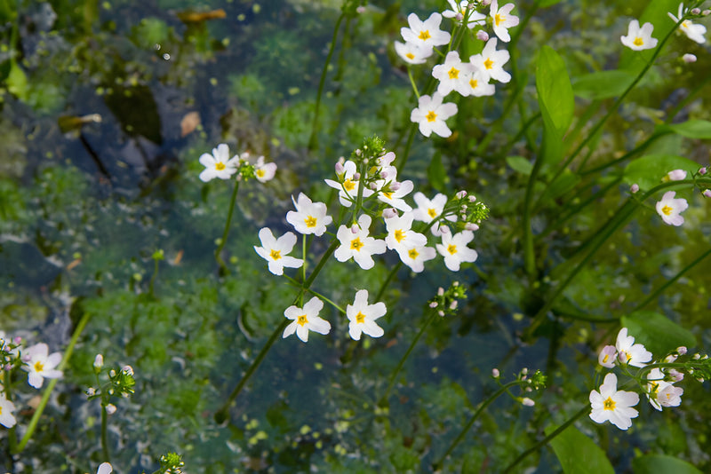 Alisma plantago-aquatica - Water Plantain, Native Pond Marginal Plant