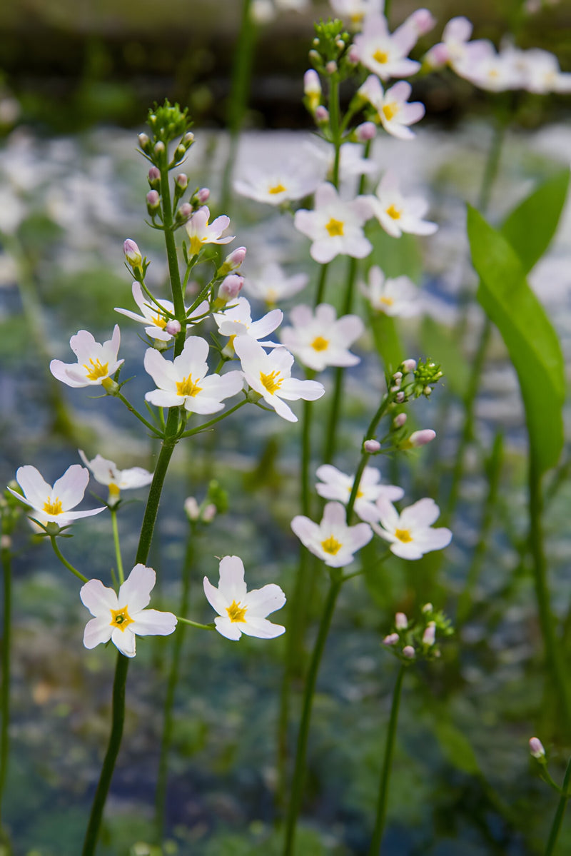 Alisma plantago-aquatica - Water Plantain, Native Pond Marginal Plant