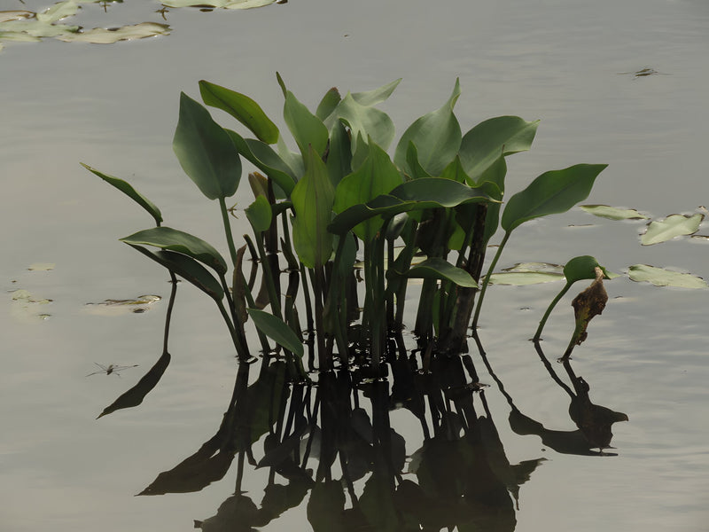 Alisma plantago-aquatica - Water Plantain, Native Pond Marginal Plant
