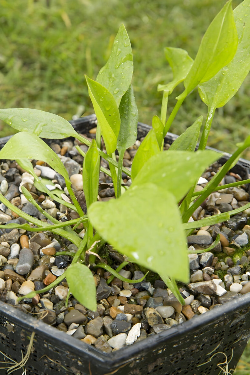 Alisma plantago-aquatica - Water Plantain, Native Pond Marginal Plant
